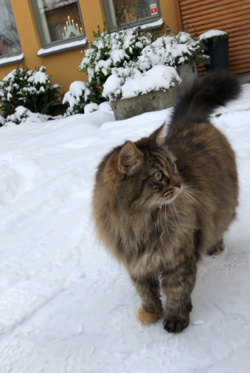 sibirisk katt Galaxy